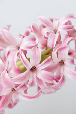 Pembe sümbül. Bahar. Paskalya.