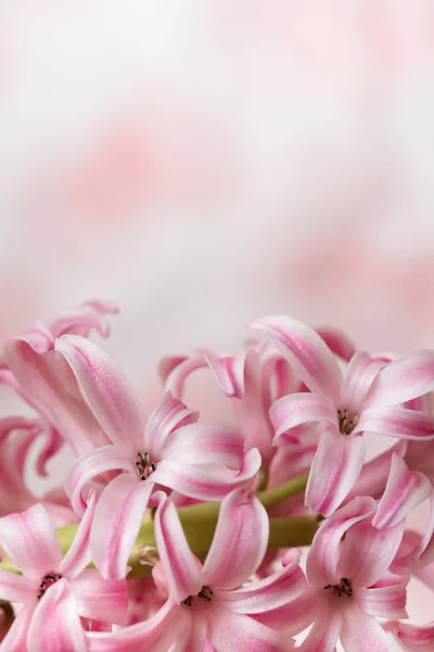 Rosige Hyazinthe Frühling Ostern — Stockfoto