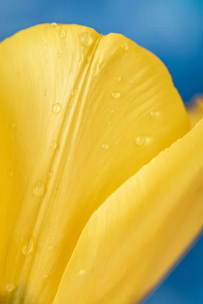 Gelbe Tulpe Blume Frühling — Stockfoto