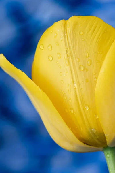 Gelbe Tulpe Blume Frühling — Stockfoto
