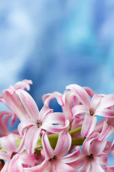 Rosige Hyazinthe Frühling Ostern — Stockfoto