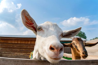 Çiftlikteki objektife yakın beyaz keçi yüzü