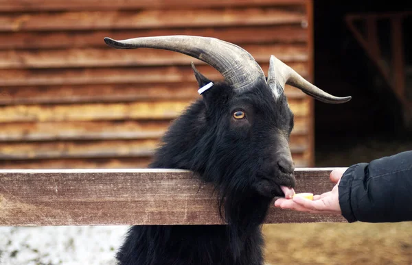 a black horned goat eats from a man\'s hand. Goat on animal form