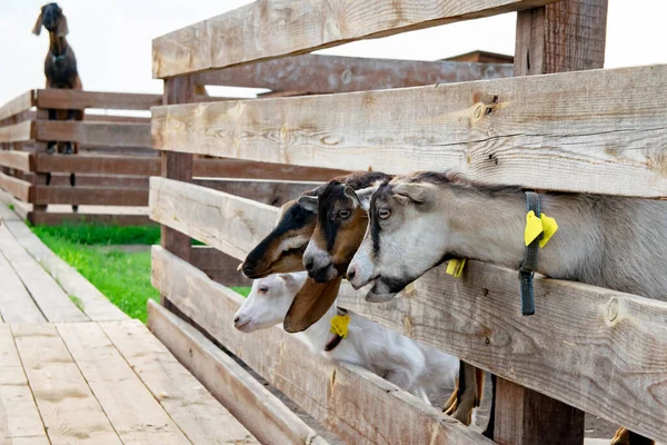 Petites Chèvres Regardant Par Derrière Une Clôture Bois Sur Ferme — Photo