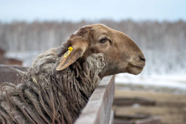 Brown Sheep Wooden Fence Animal Farm Royalty Free Stock Photos