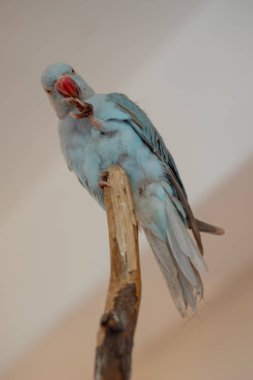 Evcilleştirilmeyi papağan. Carmen papağan. Katowice