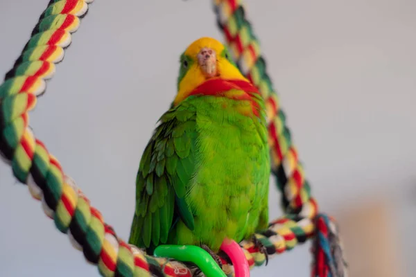 Loros Domesticados Carmen Parrot Katowice — Foto de Stock