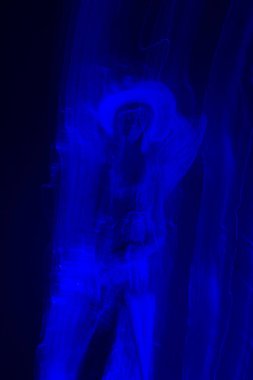 Işık-set ışık efektleri oyun ışıklar