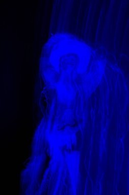 Işık-set ışık efektleri oyun ışıklar