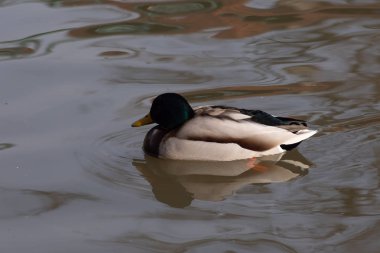 Yaban ördeği su üzerinde yüzen