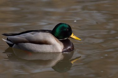 Yaban ördeği su üzerinde yüzen