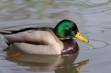 Yaban ördeği su üzerinde yüzen