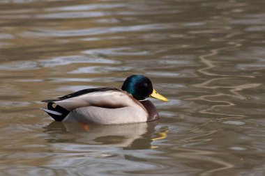 Yaban ördeği su üzerinde yüzen