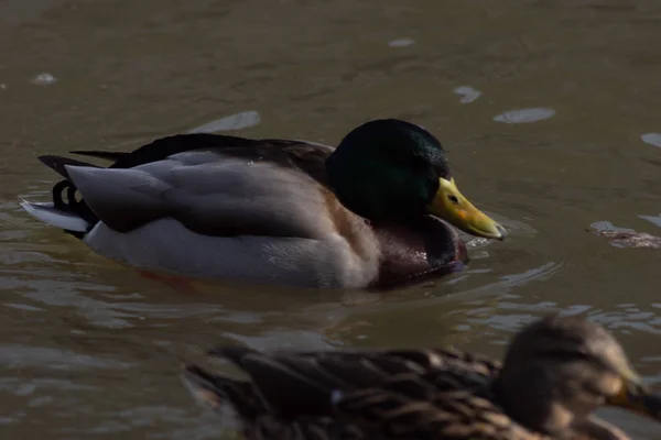 Wildenten auf dem Wasser treiben — Stockfoto