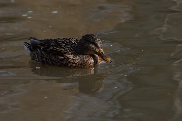 Wildenten auf dem Wasser treiben — Stockfoto