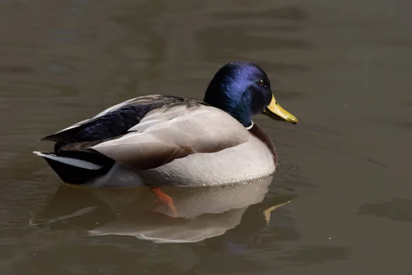 Pato selvagem na água flutua — Fotografia de Stock