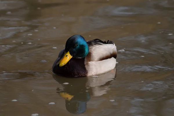 Canard sauvage sur les flotteurs d'eau — Photo