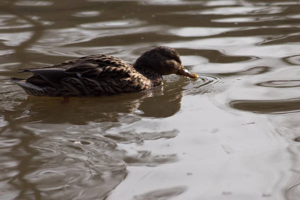 Wildenten auf dem Wasser treiben — Stockfoto