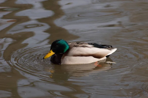 Pato selvagem na água flutua — Fotografia de Stock