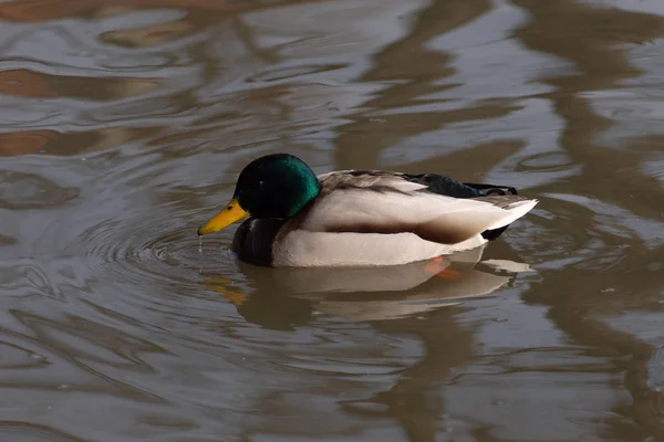 Wildenten auf dem Wasser treiben — Stockfoto