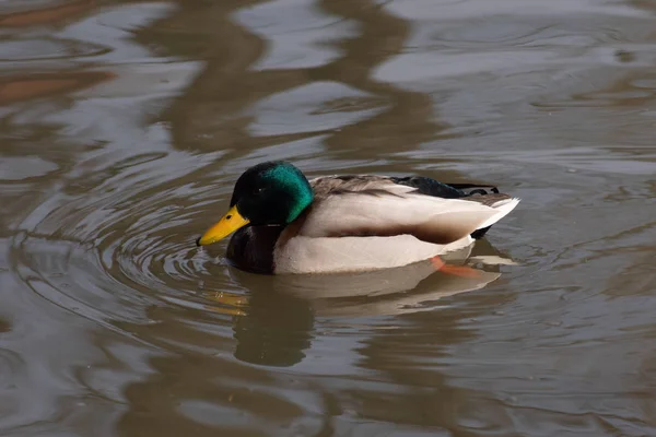 Pato selvagem na água flutua — Fotografia de Stock