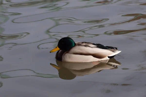 Wild duck on the water floats — Stock Photo, Image