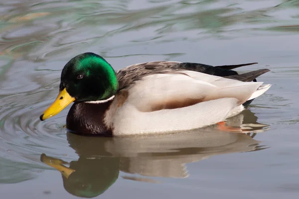 Pato selvagem na água flutua — Fotografia de Stock