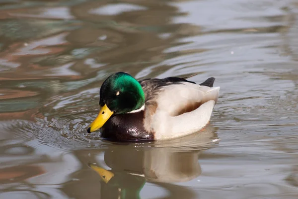 Pato selvagem na água flutua — Fotografia de Stock