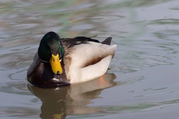 Wildenten auf dem Wasser treiben — Stockfoto