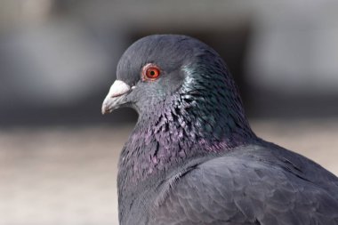 Şehir içinde yabani güvercin