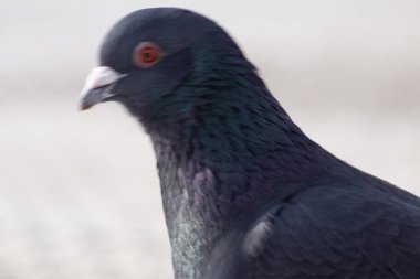 Şehir içinde yabani güvercin