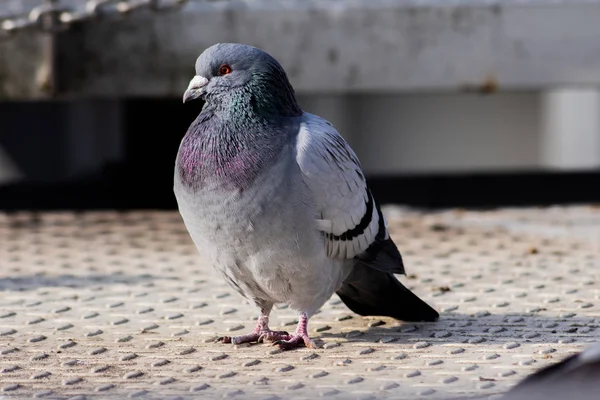 Wild pigeons in the city — Stock Photo, Image