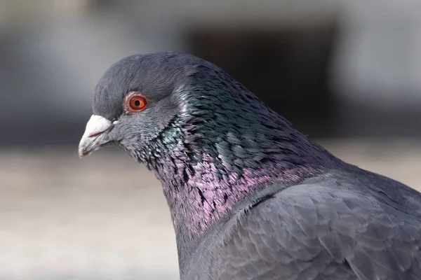 Palomas salvajes en la ciudad — Foto de Stock