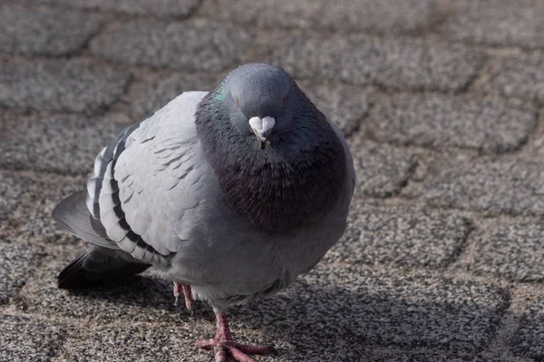 Pigeons sauvages dans la ville — Photo