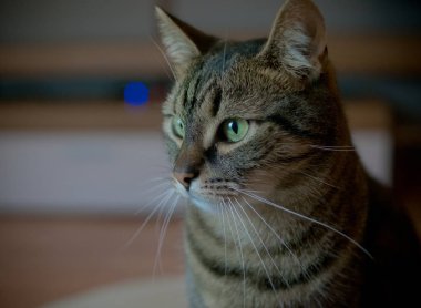 Yerli kedi. Avrupa yarış