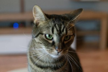 Yerli kedi. Avrupa yarış