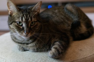 Yerli kedi. Avrupa yarış