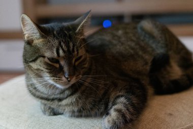 Yerli kedi. Avrupa yarış