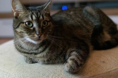 Yerli kedi. Avrupa yarış