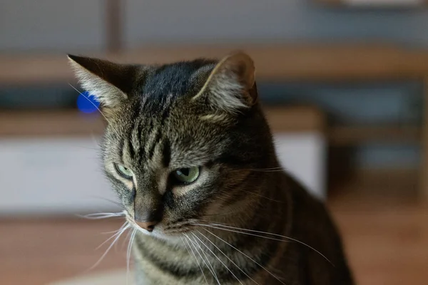 Hauskatze. die europäische Rasse — Stockfoto