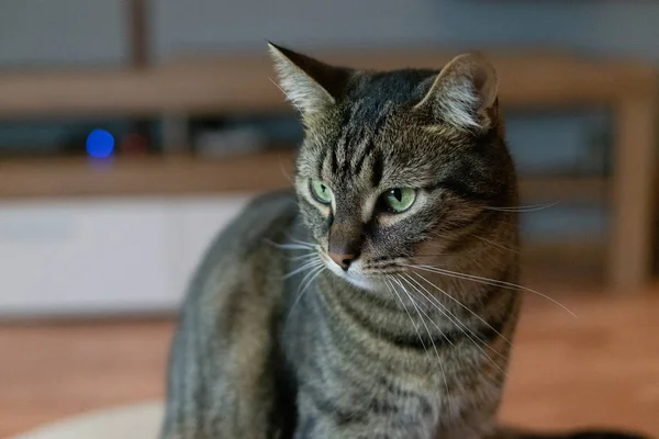 Gatto domestico. La corsa europea — Foto Stock