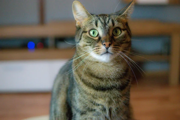 Gato doméstico. A raça europeia — Fotografia de Stock