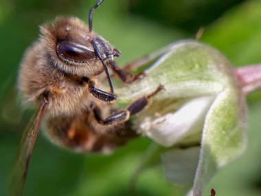 Arı çiçeği döller.