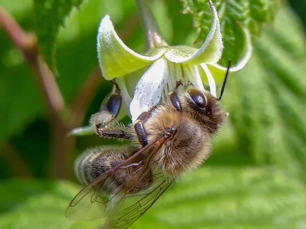 Uma abelha poliniza uma flor — Fotografia de Stock