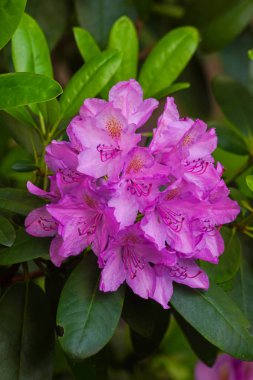 Çiçek bahçeleri. Çiçekler, ağaçlar. Doğa. Bahçelerde bahar