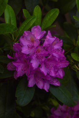 Çiçek bahçeleri. Çiçekler, ağaçlar. Doğa. Bahçelerde bahar