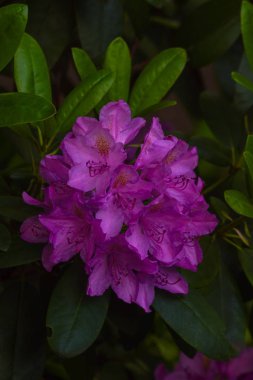 Çiçek bahçeleri. Çiçekler, ağaçlar. Doğa. Bahçelerde bahar