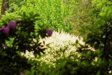 Çiçek bahçeleri. Çiçekler, ağaçlar. Doğa. Bahçelerde bahar