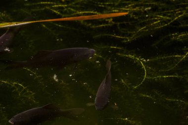 Çiçek bahçeleri. Çiçekler, ağaçlar. Doğa. Bahçelerde bahar