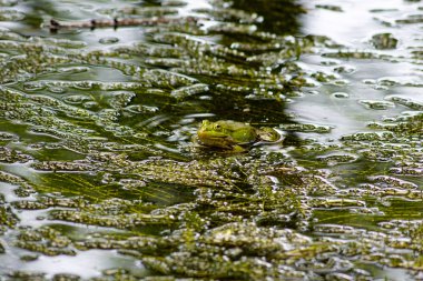 Çiçek bahçeleri. Çiçekler, ağaçlar. Doğa. Bahçelerde bahar